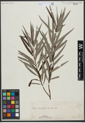 Foto von Salix viminalis L.